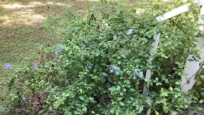 Un jardín con cerca blanca, follaje verde y flores azules.