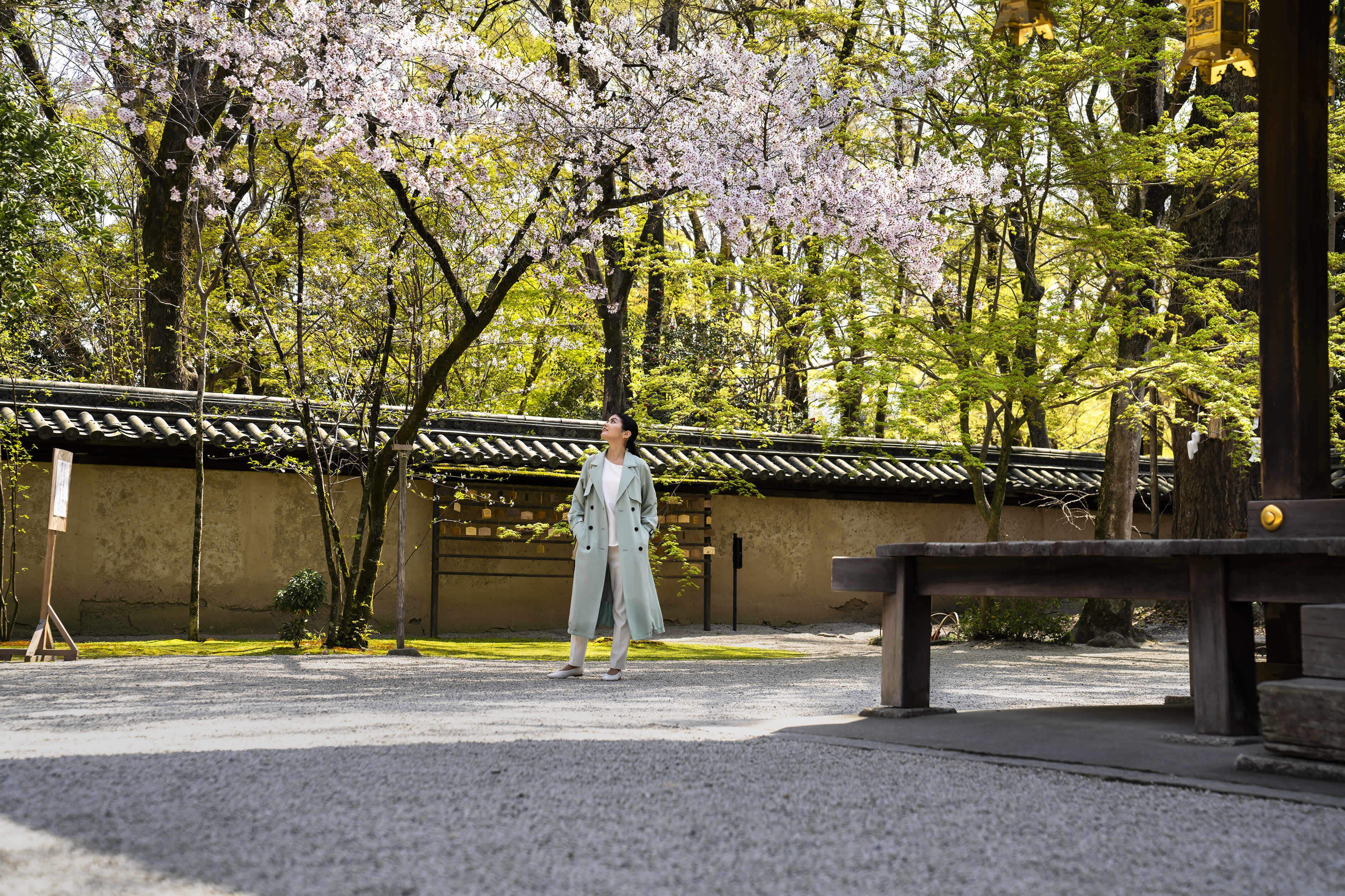 A person standing in a park with cherry blossoms and traditional architecture.
