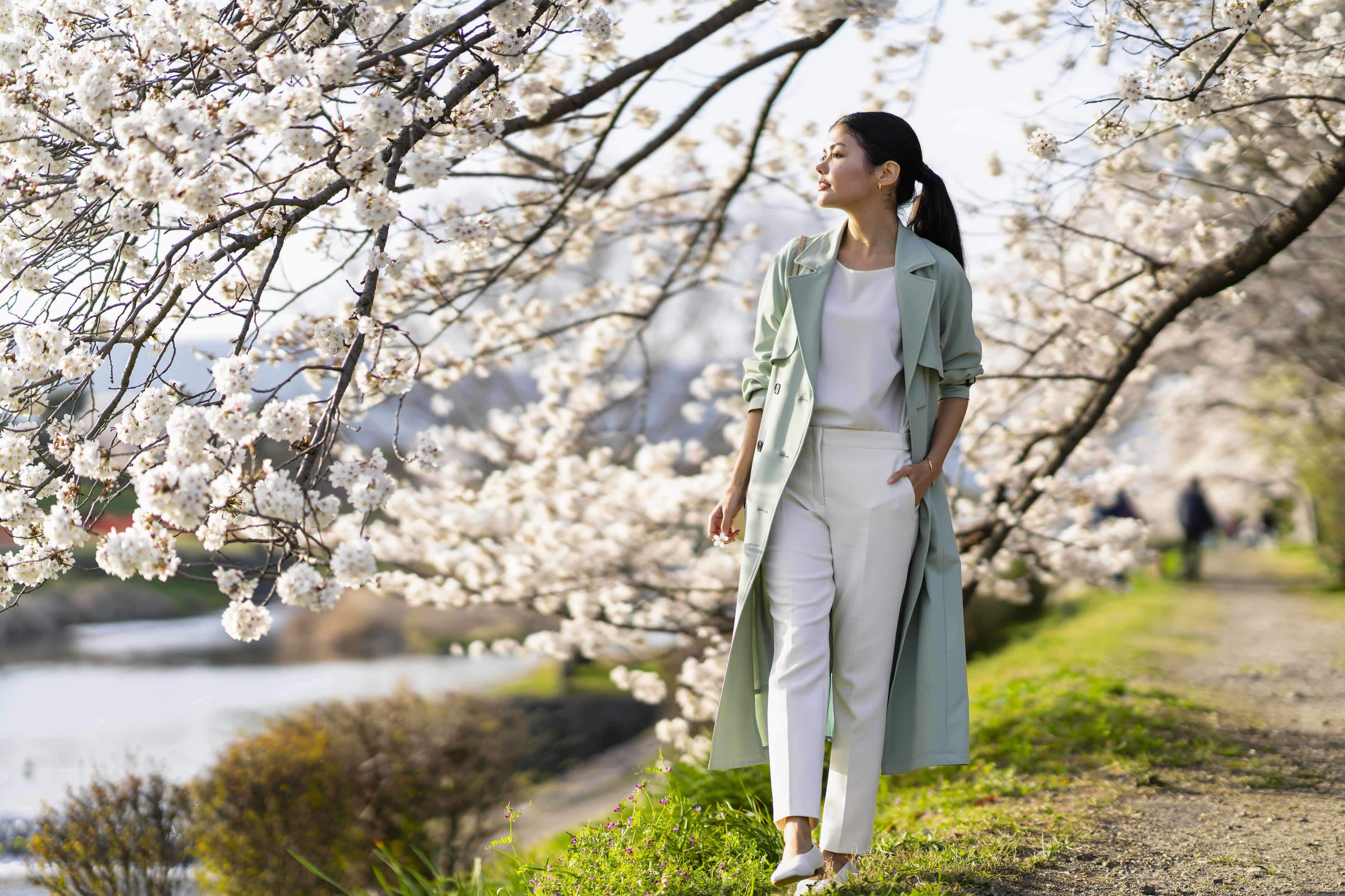 A person walking along a path with cherry blossoms.