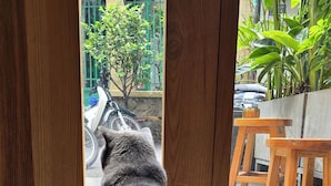 Um gato cinzento sentado perto de uma porta de madeira, olhando para o exterior.