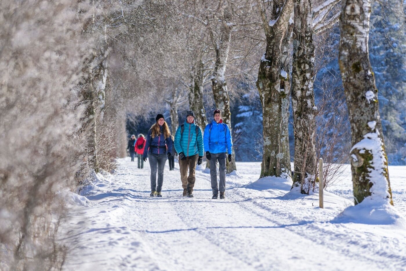 Un sendero nevado flanqueado por árboles.