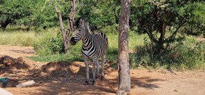 A zebra standing in a natural setting with trees and a dirt path. - Thandolwami Bush Lodge & Spa (Hoedspruit)