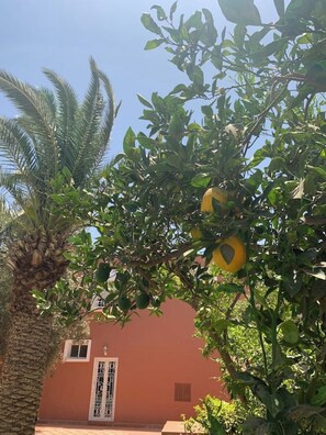 Enjoy the tranquil atmosphere surrounded by a mature lemon tree and a traditional building with a red facade.