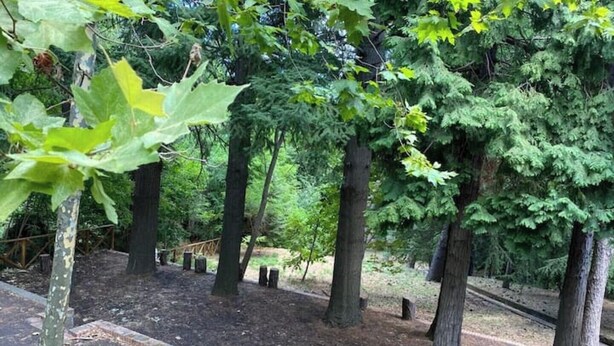 Ein bewaldetes Gebiet mit Bäumen und einem Feldweg.