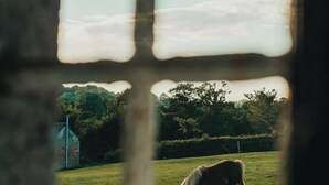 A horse grazing in a field through a window with a grid pattern. - Gîte Charmant à la Campagne (Chérencé-le-Héron)