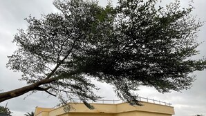 A yellow building with a large tree in front. - Inviting 8 Bed House in Lekki (Lekki)