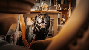 Um cão sentado num sofá numa sala de estar acolhedora, com uma mesa de centro de madeira e copos de vidro ao fundo.