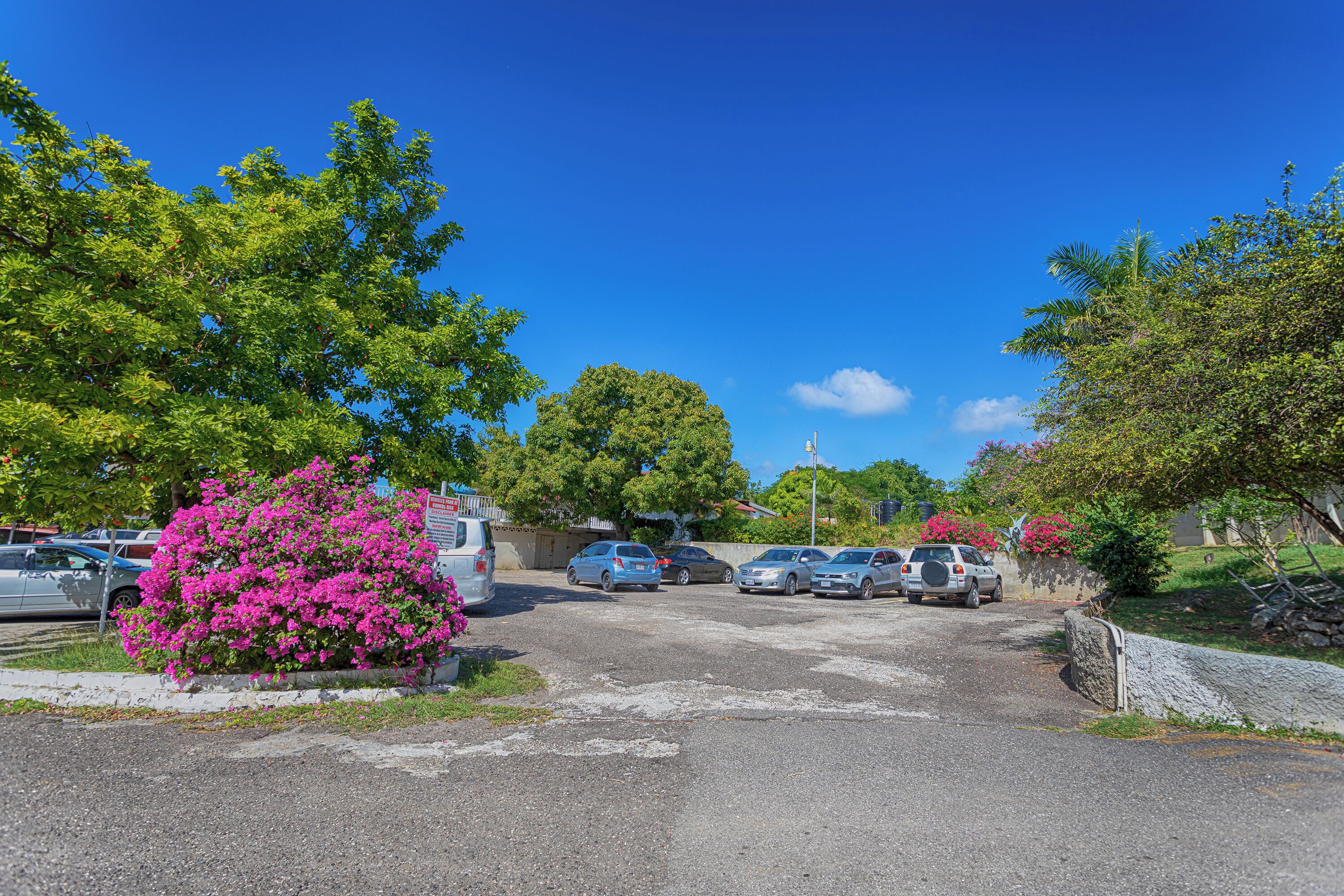 A parking lot with several cars and a large pink flowering bush.