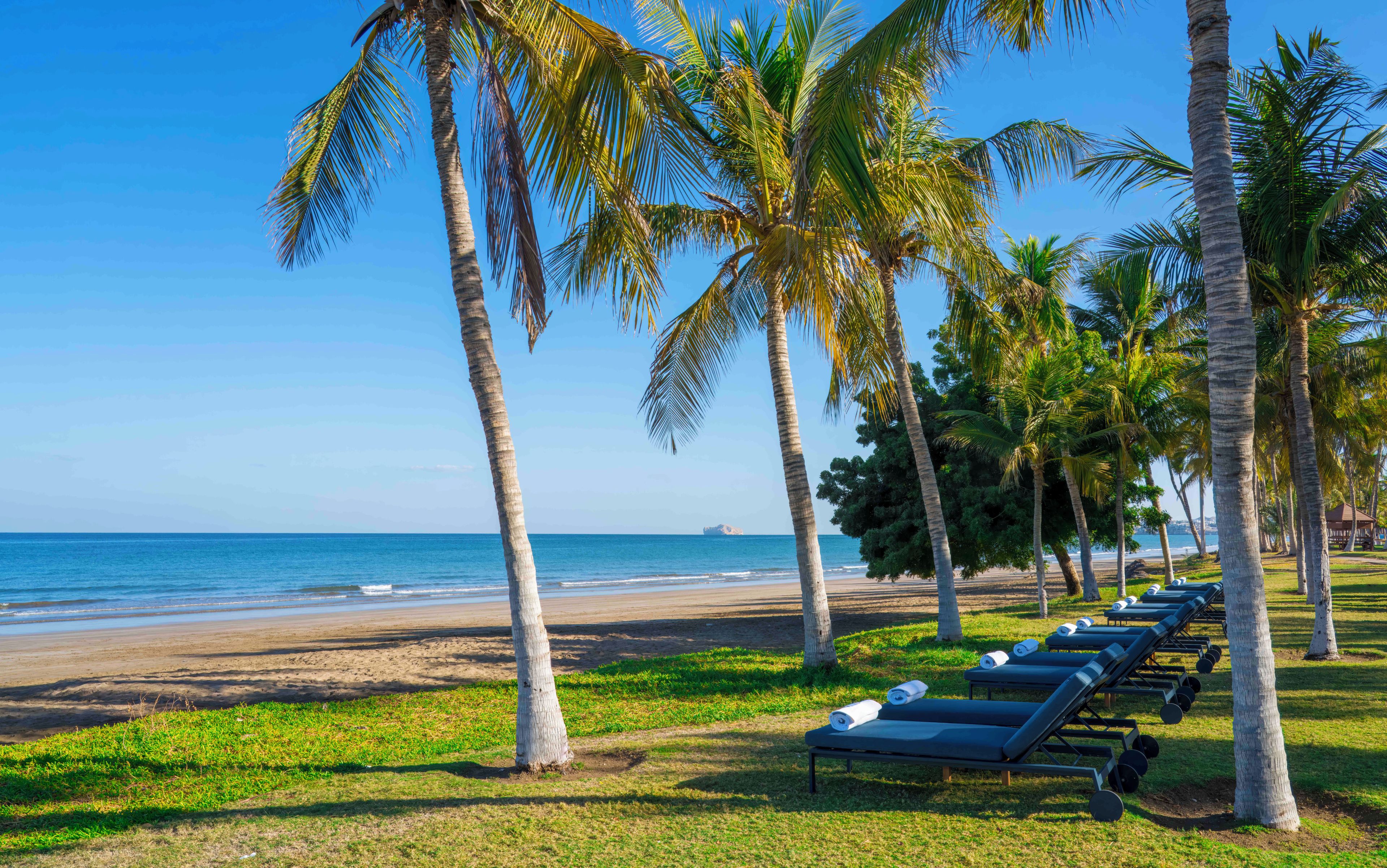 A beach with palm trees, a row of sun loungers, and the ocean in the background.
