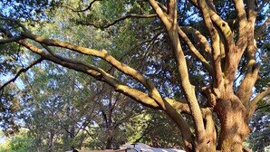 Un árbol grande en un patio trasero con una caravana estacionada debajo.