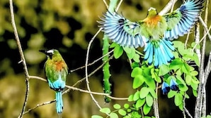 A bird perched on a branch with a blurred background.