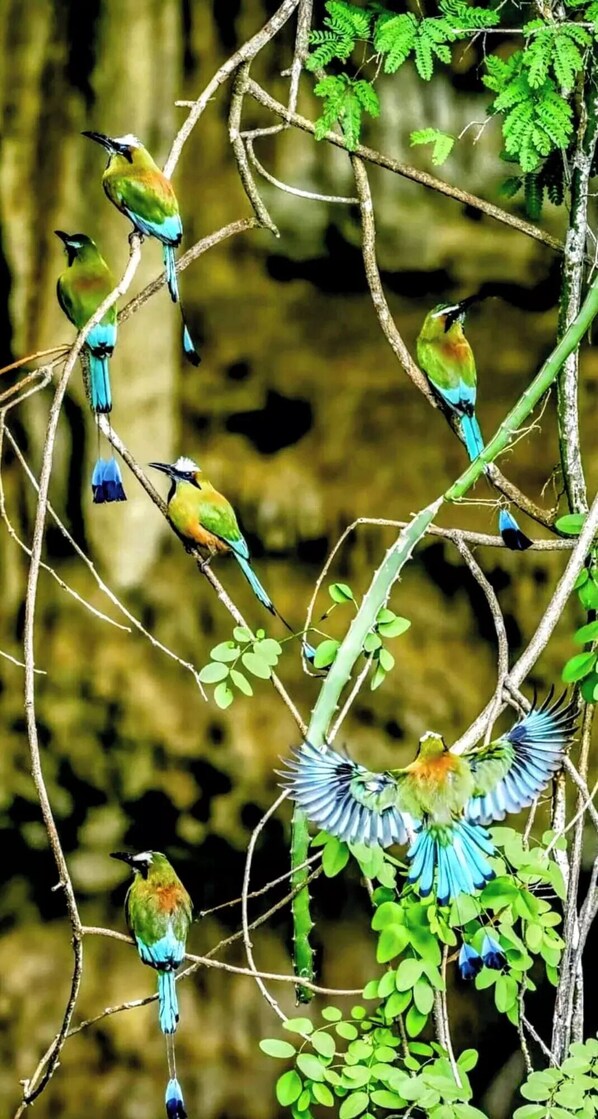 A bird perched on a branch with a blurred background.