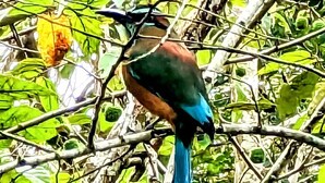 A bird perched on a branch amidst dense foliage.