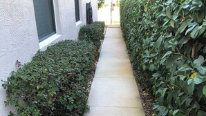 A narrow concrete pathway flanked by dense green hedges and a white building with a window and a door. - Palm Coast Cozy apartment<br> (Palm Coast)