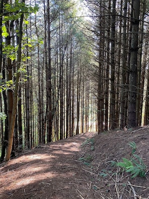 A forested path with tall trees and a dirt trail. - Charming Mountain Retreat Near Grayson Highlands, 2BR 2BA, Sleeps 6 (Mouth of Wilson)