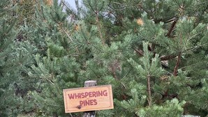 En träskylt med texten ”WHISPERING PINE” och en mindre skylt under som annonserar för uthyrning av kanoter hos Bear River Canoe Livery.