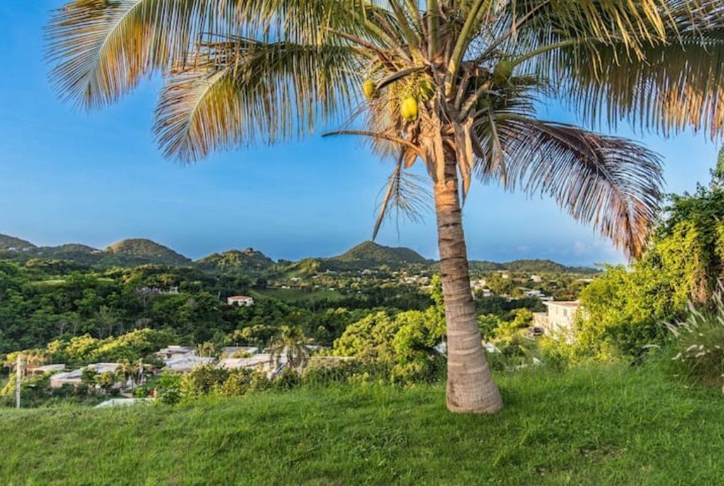 A palm tree with coconuts, a lush green landscape, and distant hills.
