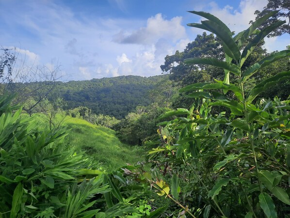 Property grounds - Au cœur de la forêt domaniale chez les roses de porcelaine (Sainte-Rose)