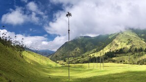 Un paisaje exuberante y verde con palmeras y una montaña al fondo.