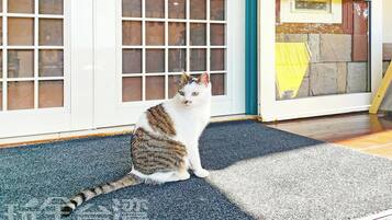 A cat sitting on a mat in front of a door with a screen door.