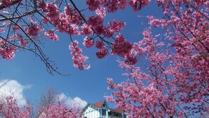 A building with a red roof and white walls, surrounded by cherry blossom trees. - Baili Manor Cing Jing (Ren'ai)