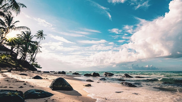 A beach with palm trees, rocks, and the ocean.
