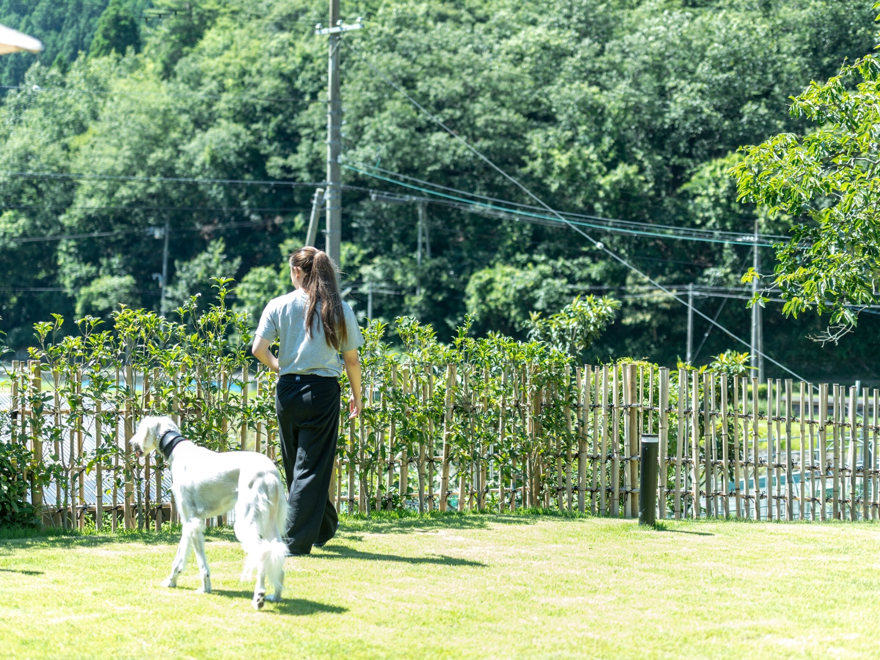 A person walking a dog in a fenced outdoor area with greenery and trees in the background.