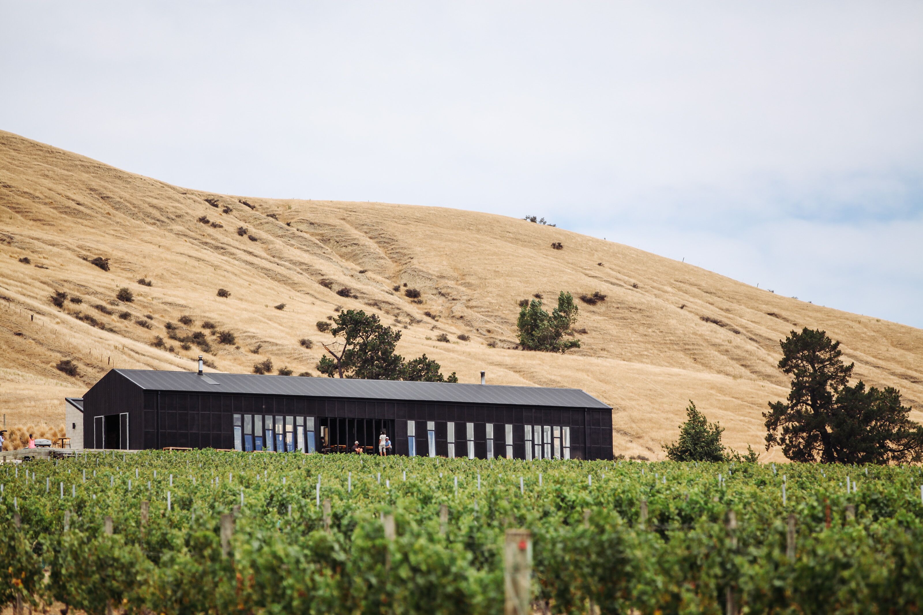 A modern building with a flat roof, surrounded by a vineyard.