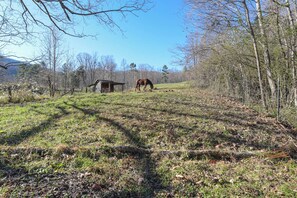 Un caballo pastando en un campo cubierto de hierba, con una pequeña construcción de madera al fondo.