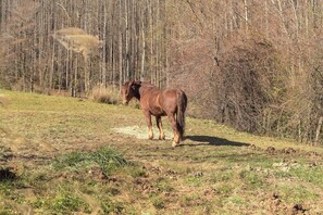 Un caballo de pie en un campo cubierto de hierba, con árboles al fondo.