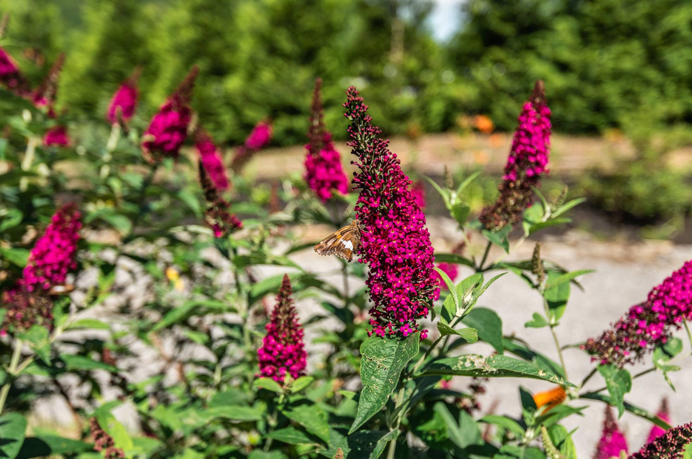 A garden with vibrant pink flowers and a butterfly on one of the blooms.