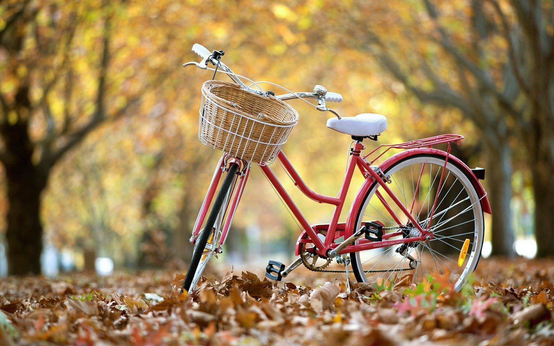 A red bicycle with a wicker basket and a white seat, parked on a leaf-covered ground.