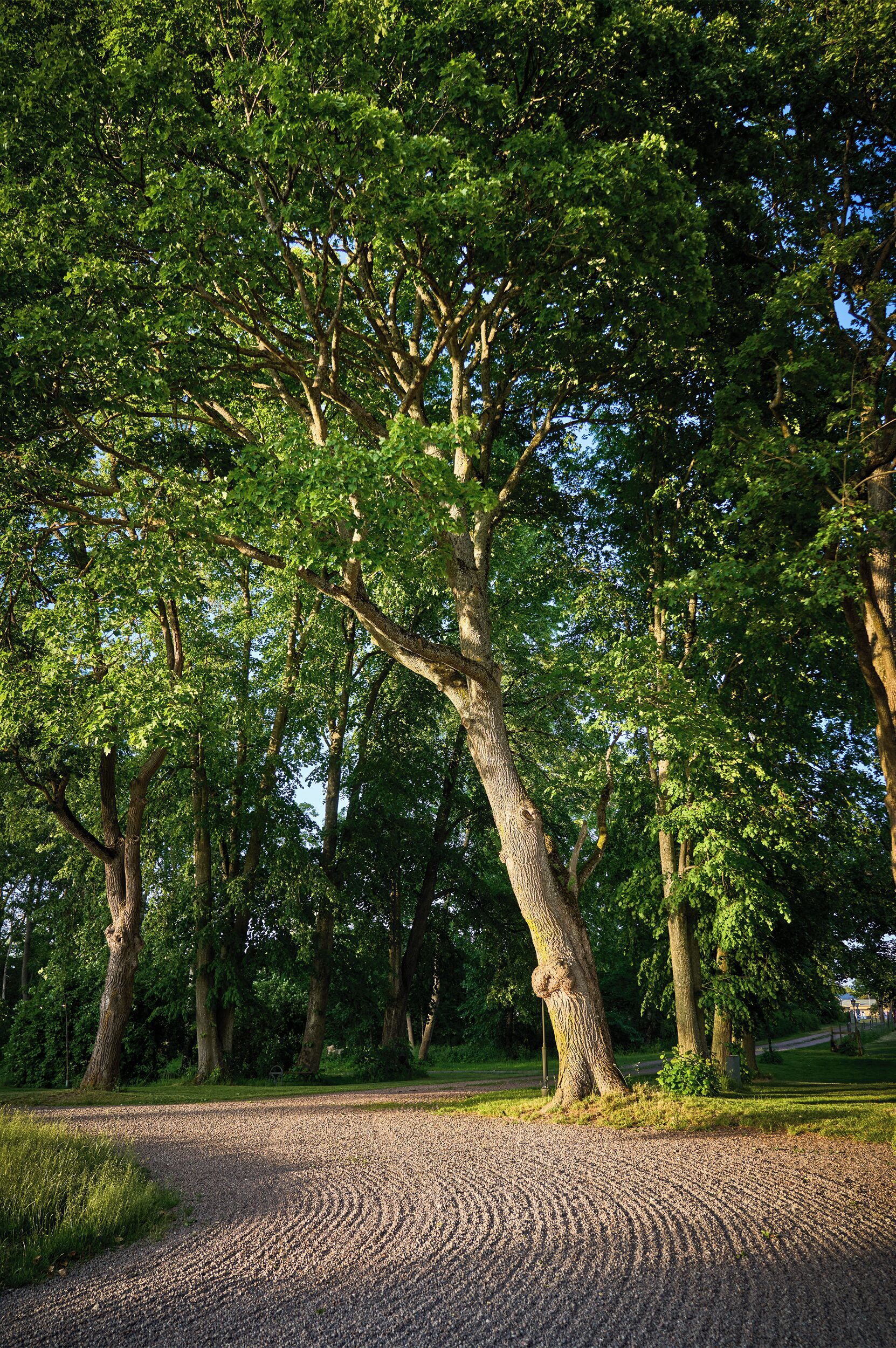 Un sendero de grava serpentea por un parque con árboles altos y cielo despejado.