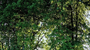 Un sendero de grava bordeado por árboles verdes frondosos, que conduce a un pabellón en un entorno similar a un parque.