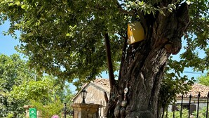 A stone pathway leading to a rustic building with a large tree in the center. - Ilios Gokceada (Gökçeada)