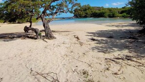 A beach with a prominent tree in the foreground and a clear blue sky. - La Casa Colibris (Anse-Bertrand)