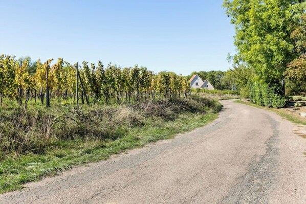 A rural road curving through a vineyard with a house in the distance. - Meublé 3 Etoiles, Maison Privée, Prox. Strasbourg (Bourgheim)