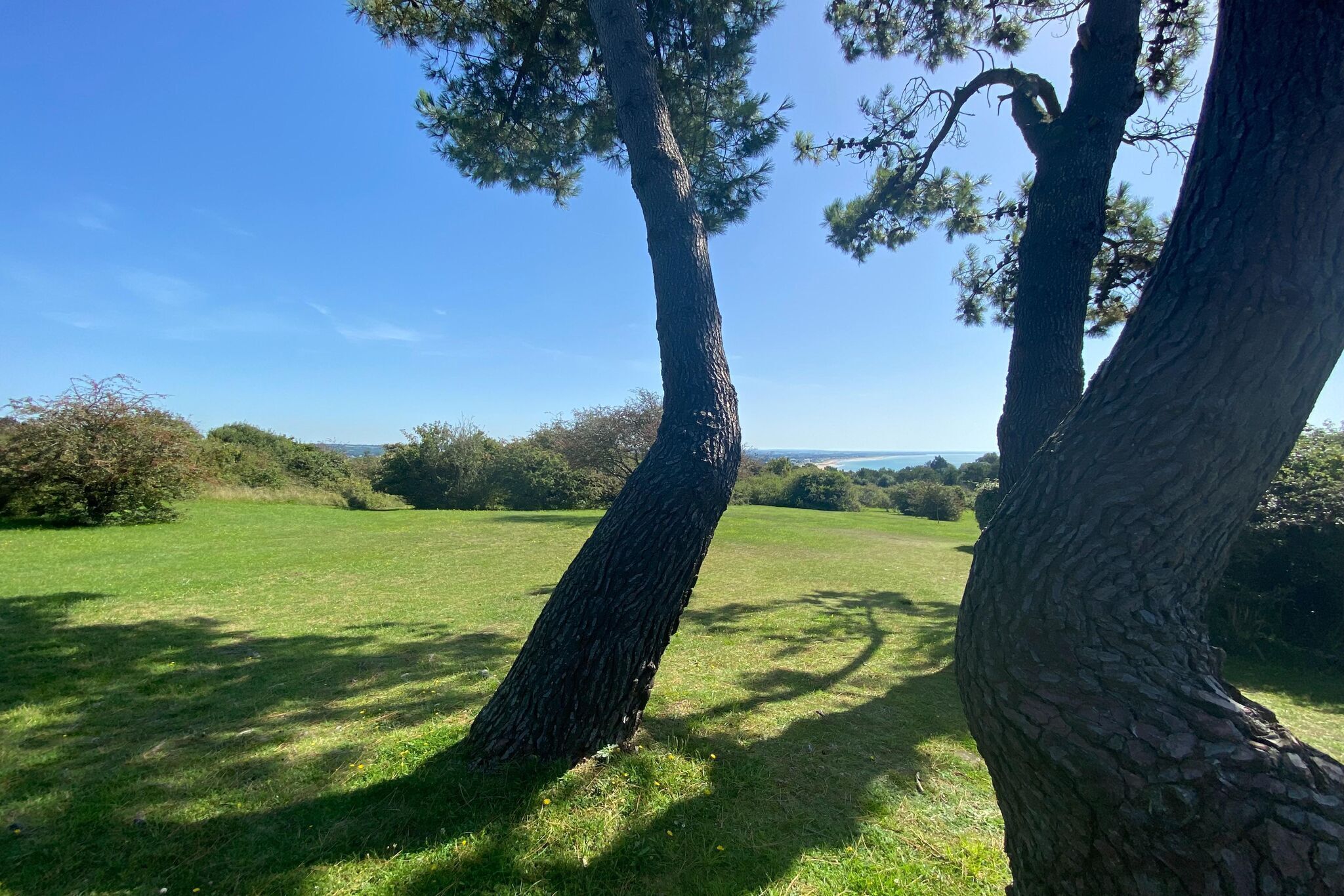 A grassy field with two trees and a clear blue sky.