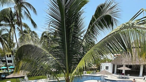 Zona de piscina con palmeras, sillas de descanso y una estructura de techo de paja.