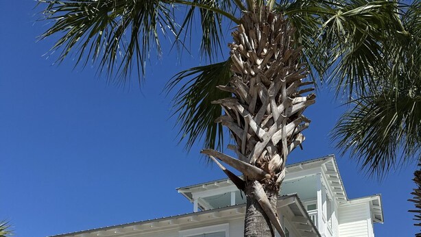 A two-story white house with a balcony, garage, and a palm tree in the foreground. - Moonlight and Starlight Escape (Panama City Beach)