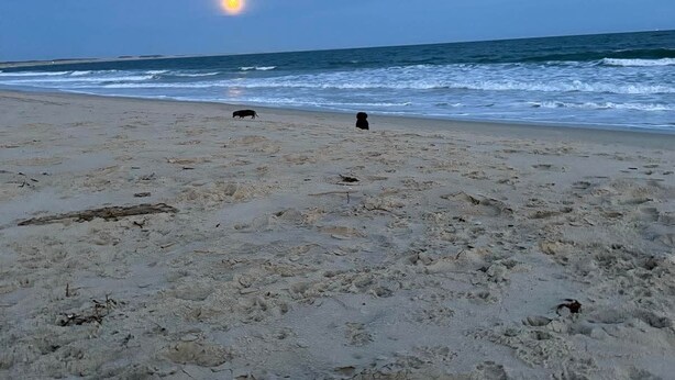 Uma praia com um cachorro e um porco, e o sol visível no céu.