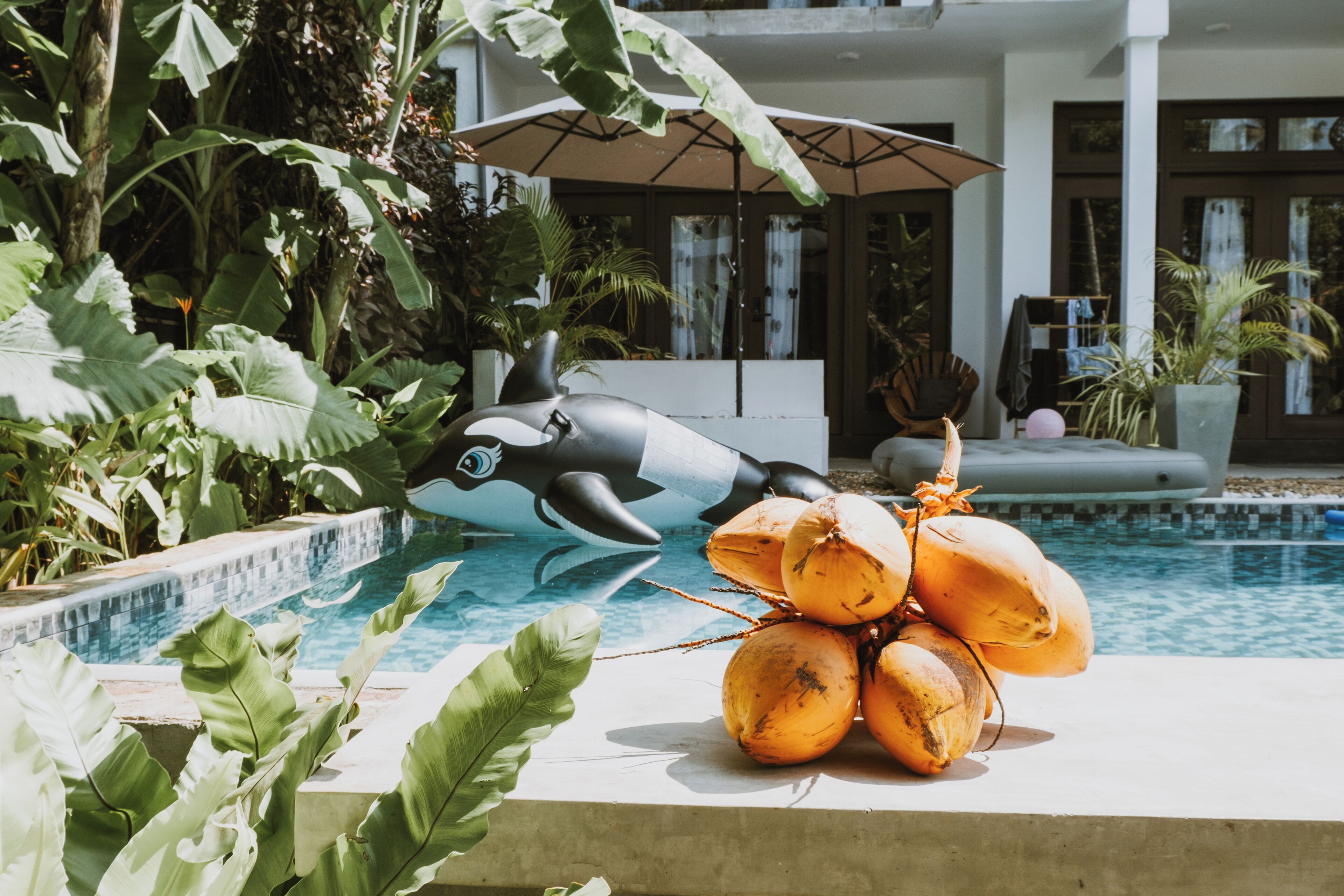 Un área de piscina con un flotador con forma de delfín, una pila de cocos y abundante vegetación.