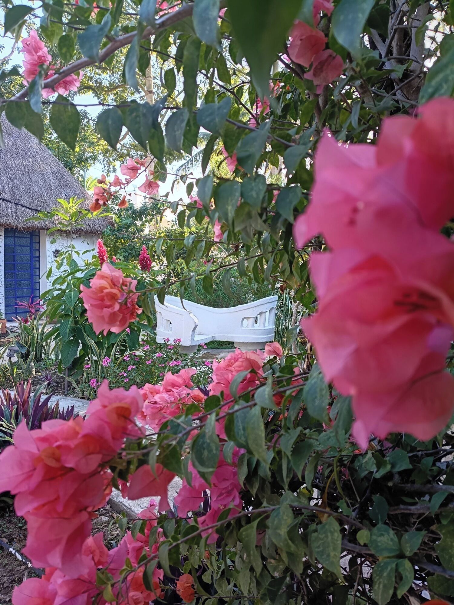 A garden with pink flowers, a white bench, and a thatched-roof building.