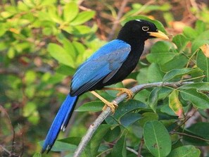 A bird with black and blue plumage perched on a branch.