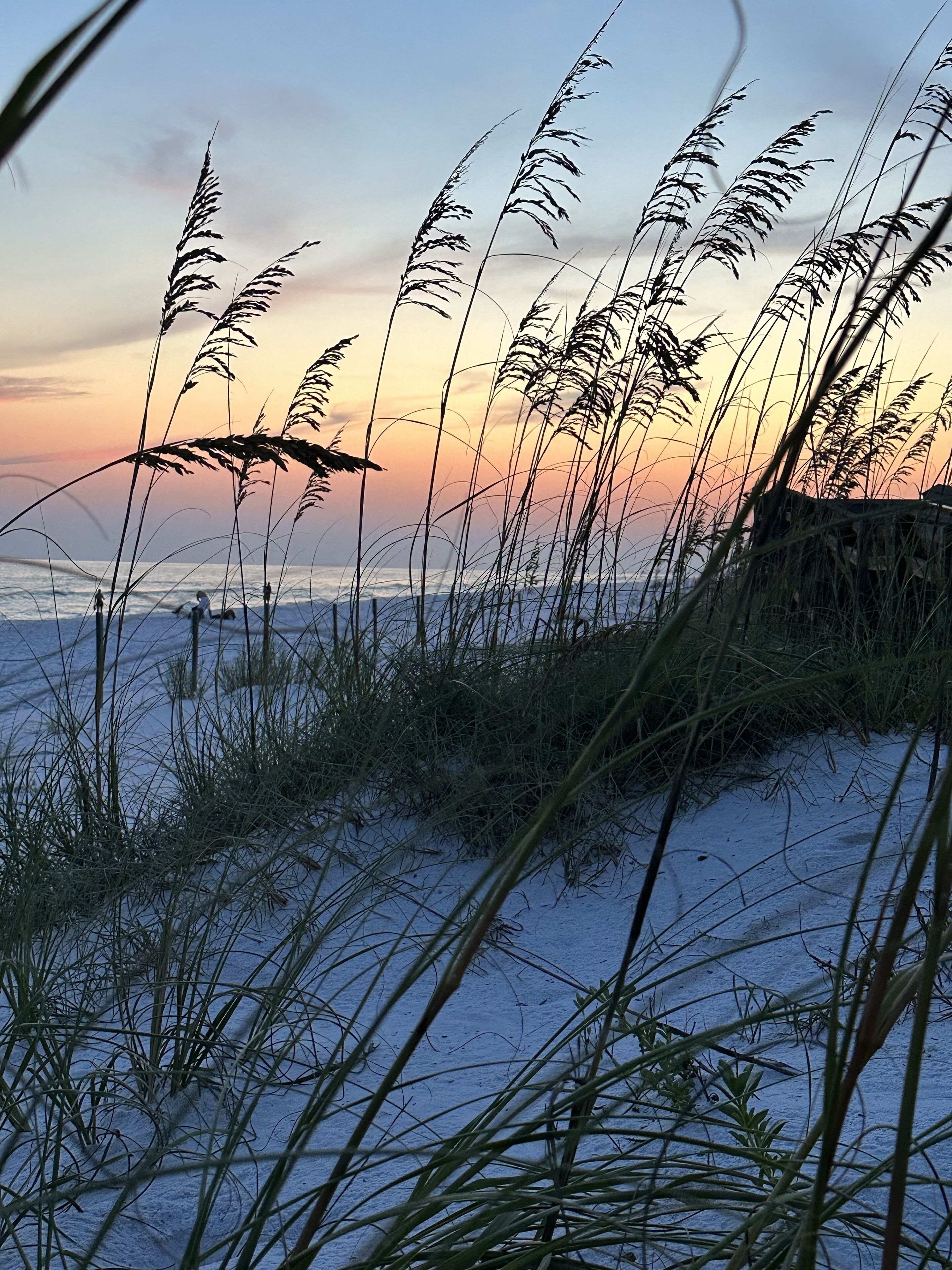 En strand med högt gräs och en solnedgång i bakgrunden.