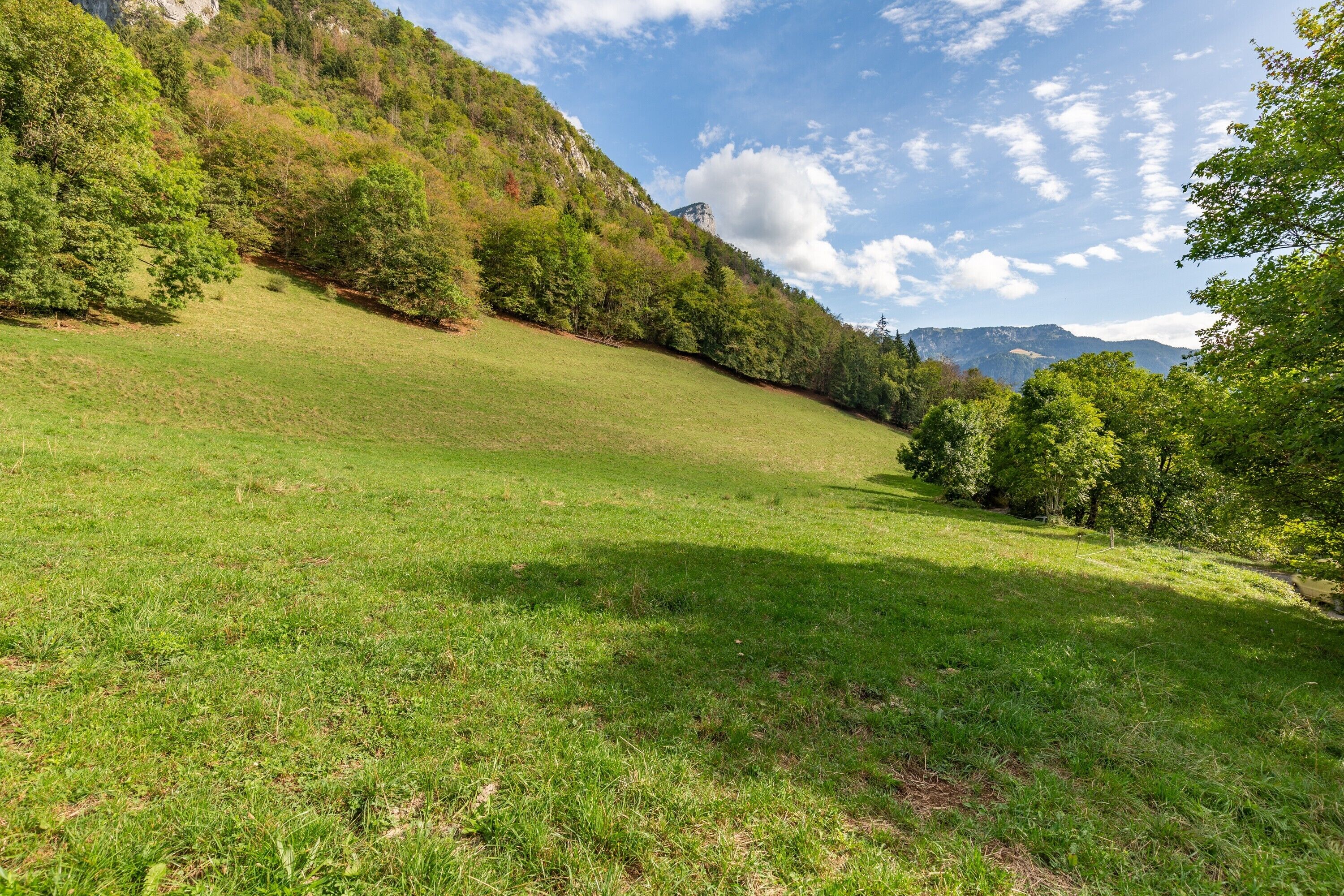 Een grasveld met bomen en een berg in de verte.