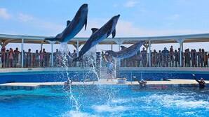 A dolphin show at a pool with spectators in the background.