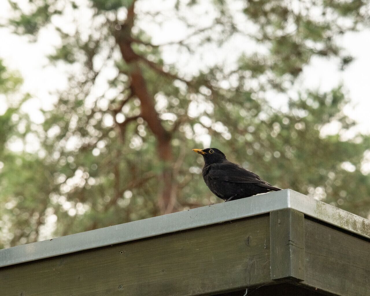 Un pájaro posado sobre un alero de madera, con un fondo borroso de árboles.