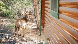 A rustic cabin with a log exterior and a green window frame. - Stunning Views & Starry Skies Deck & BBQ (Pine)