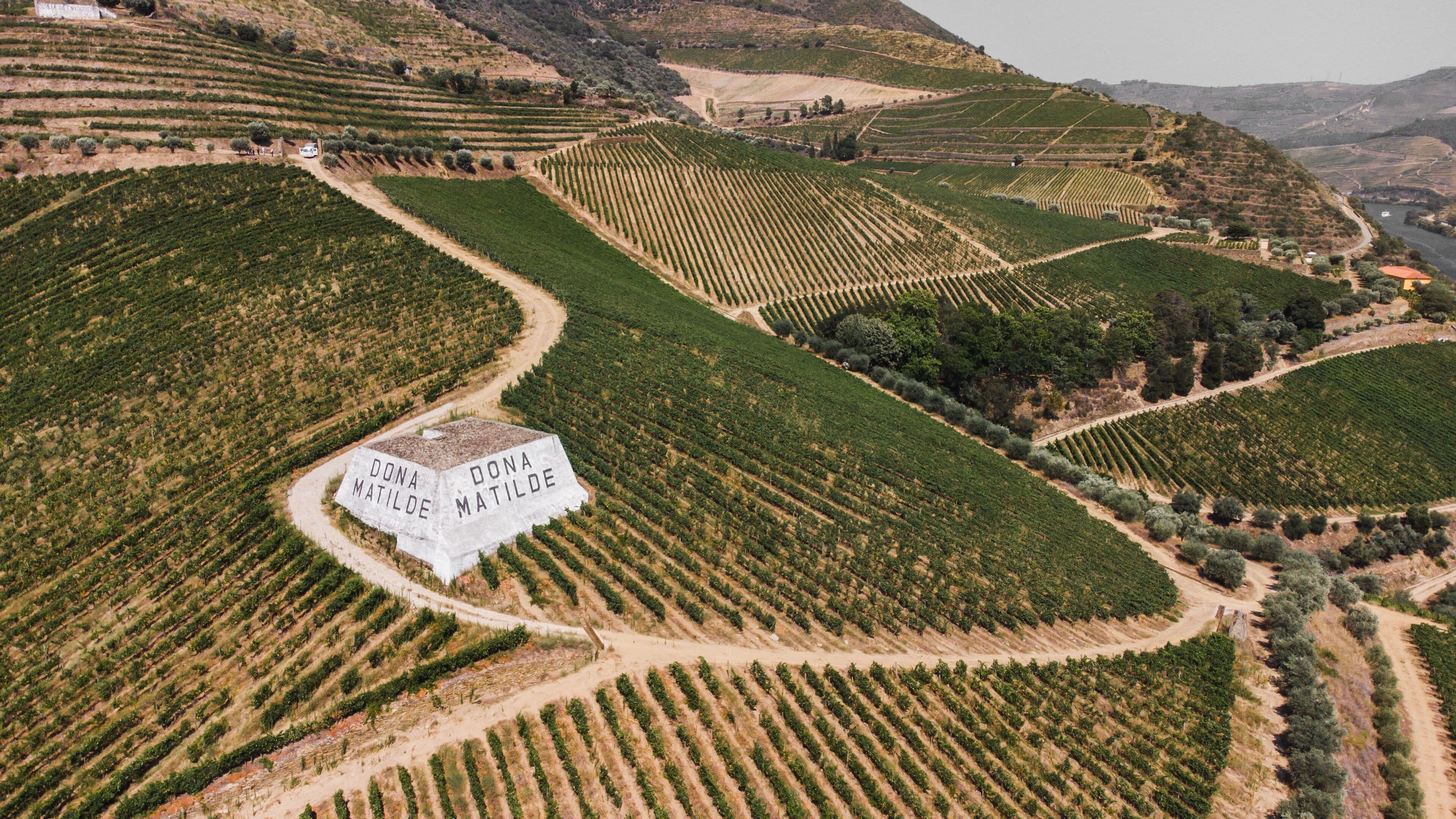An aerial view of a vineyard with rows of grapevines. A white building with "DONA MATILDE" written on it is visible.